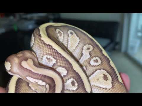 Living Art! Nuclear ☢️ Ball Python!