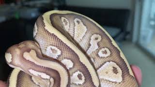 Famous Living Art! Nuclear ☢️ Ball Python! Wealth