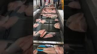 Nile Perch processing from Uganda Kosher