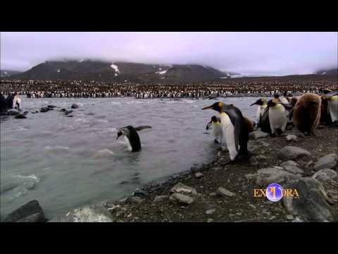 Vídeo: Odissea Amb Pingüins