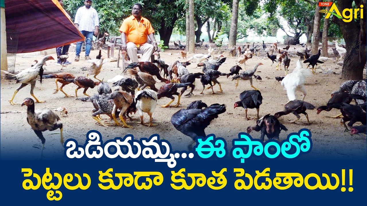 Natu Kollu & Punjulu Farming Tips | ఒడియమ్మ.. ఈ ఫాంలో పెట్టలు కూడా కూత పెడతాయి..!! Tone Agri