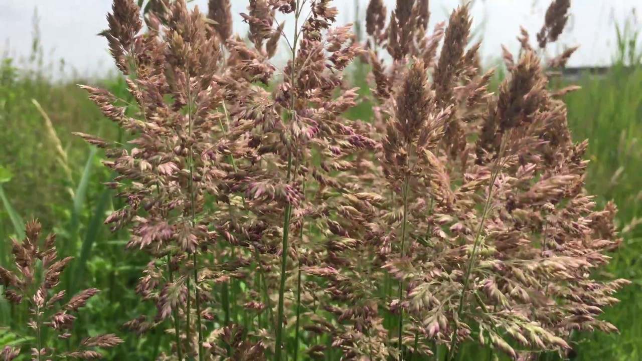 Gestreepte witbol (Holcus lanatus) - 2018-06-04