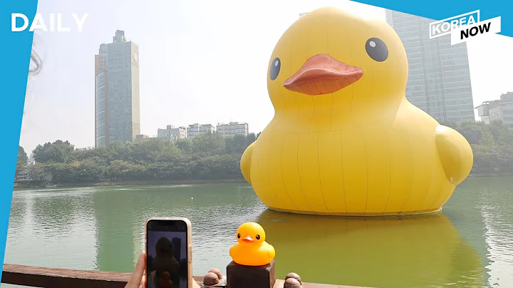 Rubber Duck project returns to Seoul after 8 years/S. Korea to end post-entry PCR test requirement - DayDayNews