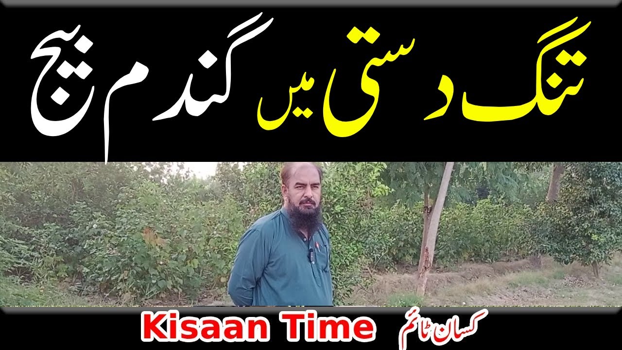 Gandam ka beej 2025, Gandam ka beej kon sa ho which wheat seed should be used kisaan time Kisan Time