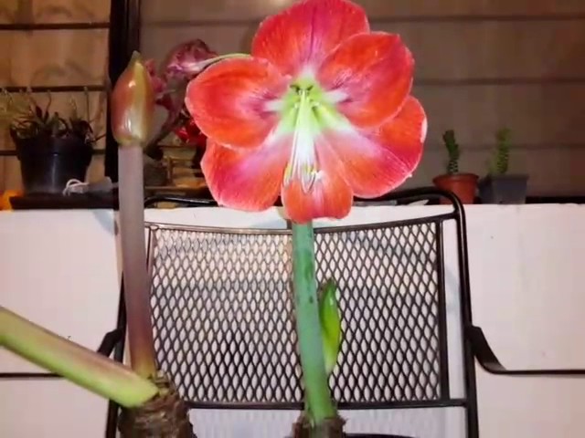 Flores de Amaryllis, Lirio doble en Monterrey, Azucenas - YouTube