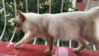 A day in the life of our Persian x Siamese Cats