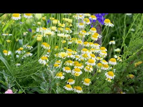 Die Saatwucherblume, fröhliche Sommerblume für die Sonne