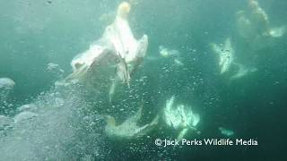 Northern Gannets (Shetland Underwater)