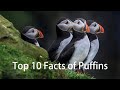 Top 10 Facts of Puffins