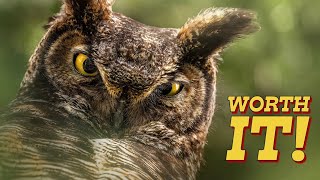 How to FIND and PHOTOGRAPH OWLS  Wildlife photography  Nikon Z9