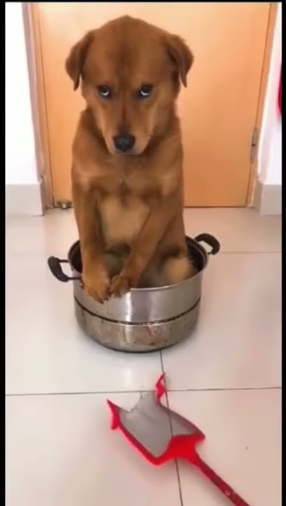 ANJING DIMARAHI MAJIKAN GARA-GARA MAIN SEMBARANGAN.
