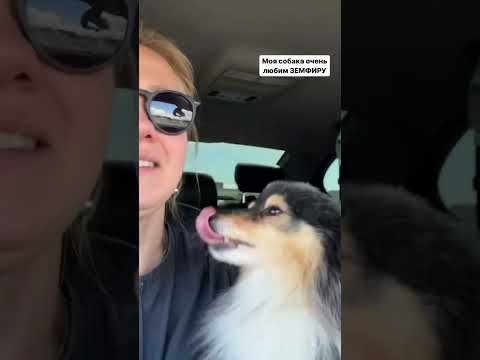 А каких исполнителей любят ваши собаки?😂 #кинолог