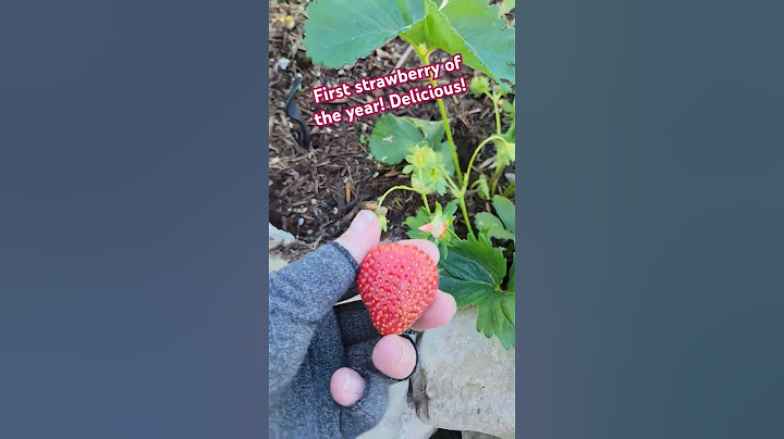 Cottage Wife Life: Early Harvest