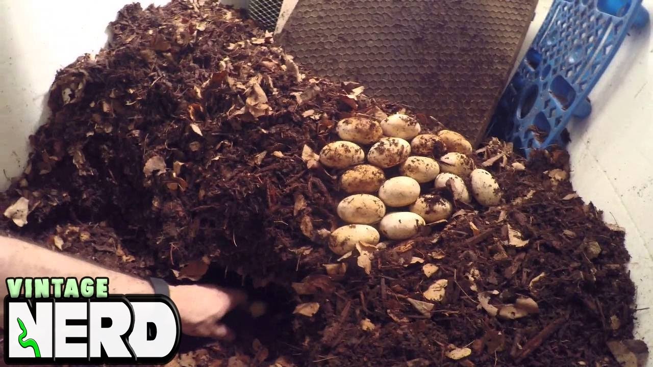 vlogs in spanish Finding Good Eggs with Old Clutch of Bad Eggs