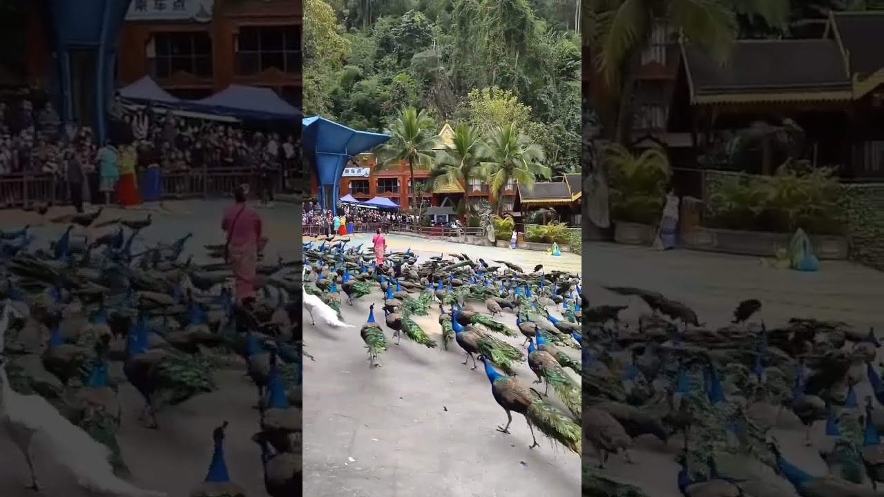 The Indian National Bird: Peacock 