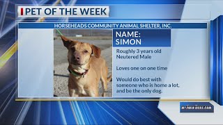 Pet of the Week: Simon, Horseheads Community Animal Shelter