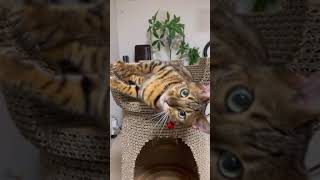 運命を狂わせる美猫 #shorts