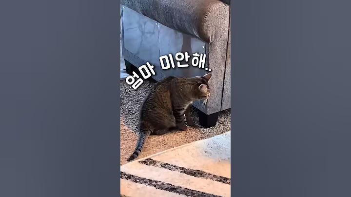쇼파 긁힌 흔적 보고 진심 울 뻔함  #쿠팡꿀템  #쿠팡추천템 #고양이스크래치방지 #쇼파보호필름
