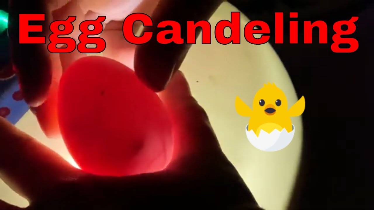 Egg Candling. Ducks Moving Inside Shells. - YouTube