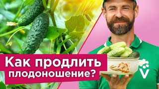 ОГУРЦЫ СОБИРАЮ ДО МОРОЗОВ В ОТКРЫТОМ ГРУНТЕ! 3 секрета длительного плодоношения огурцов без болезней