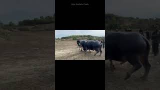 A terrifying clash of two buffaloes. #trending  #shorts #usa #bull #foryou #farming #viral