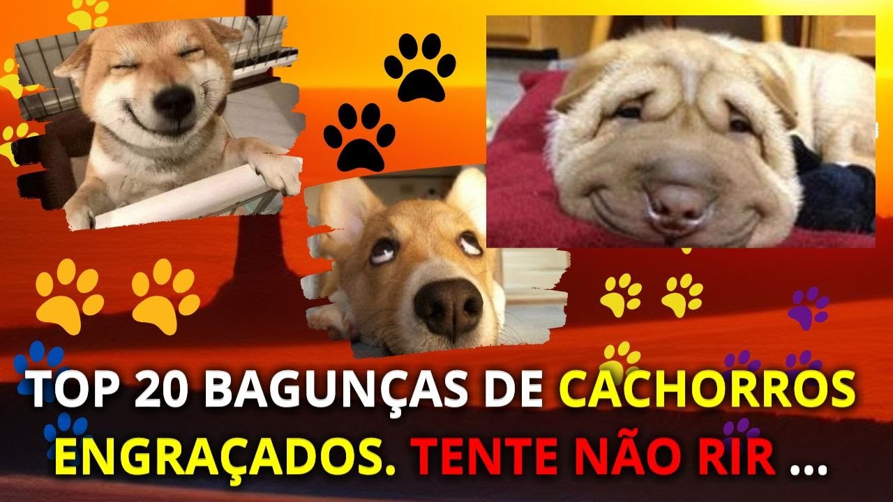 funnyvideos #cachorrosengraçados #cachorro #engracado #pet #tentenãor