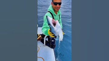 How to Catch a Mako Shark By Hand! 🦈