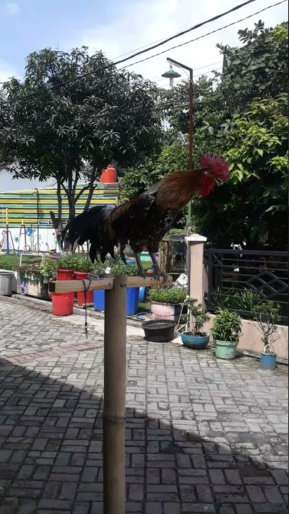 Ayam ketawa dursam suara merdu