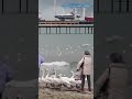 Лебеди прилетели в Анапу❤️#shorts #анапа #анапа2024 #анапасегодня #отдыхначерномморе #черноеморе