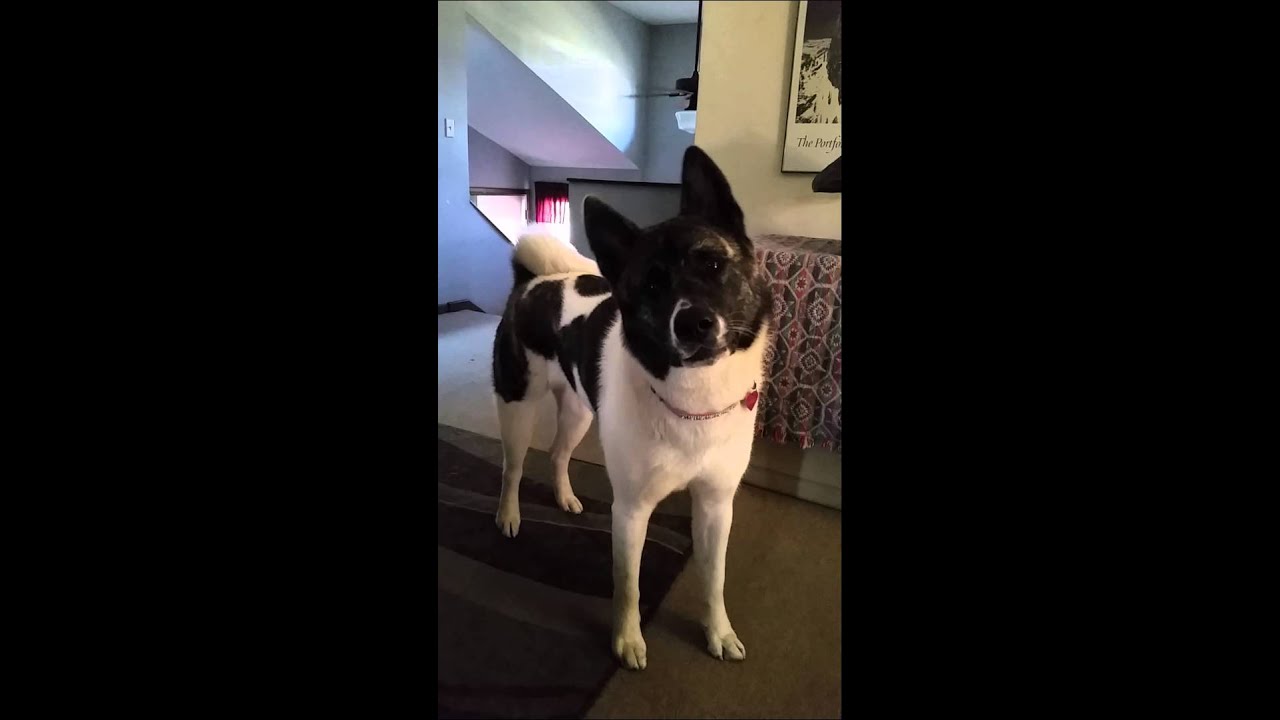 Resultado de imagen para akita head tilt