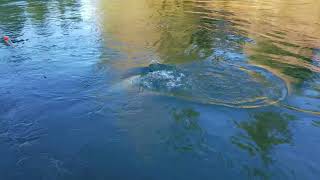 Bogachiel River WinterSteelhead (native) 2018 March