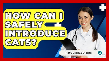 How Can I Safely Introduce Cats? - PetGuide360.com