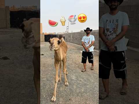 الجمل يريد ايسكريمات 