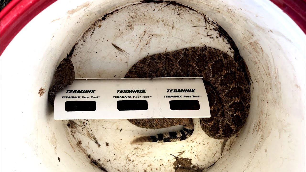 Peoria Arizona, Rattlesnake Stuck in a Glue Trap Released YouTube