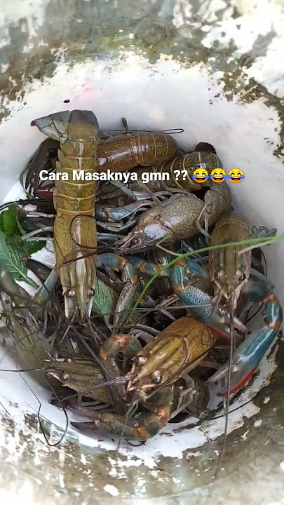 Mancing Lobster Air Tawar