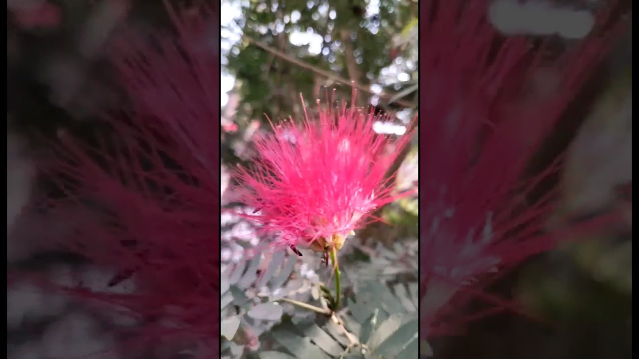 Woman's Tongue || Siris 