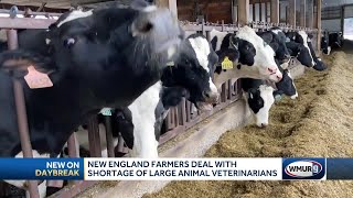 New England farmers deal with shortage of large animal veterinarians