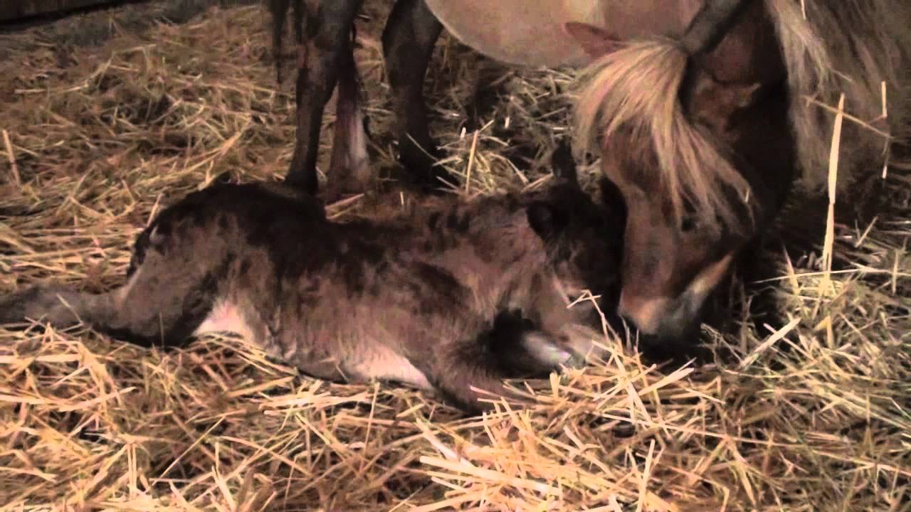 Caballo Miniatura Recien Nacido Newborn Miniature Horse Youtube