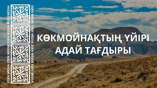 КӨКМОЙНАҚТЫҢ ҮЙІРІ | АДАЙ ТАҒДЫРЫ | ESEN MEDIA