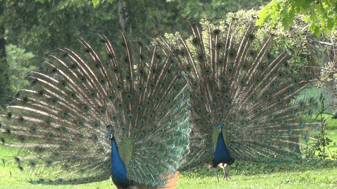 Dance de paon au lac daumesnil - Paon blanc et bleu
