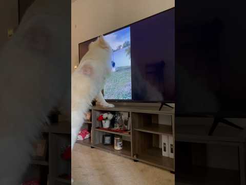 Ivory loves watching