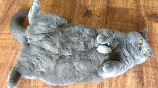 Coconut. Blue British Shorthair  Mechanical Mouse