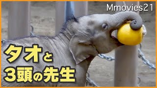 【子象タオ】楽しい♪新おもちゃの遊び方と譲り合い・シュティンとパールの関係性〜Asian Elephants are playing with new toy
