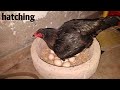 Hen hatching eggs at home 2022 | how to make incubator for chicken eggs at home