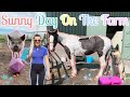A Sunny Day With All The Animals | Lockdown Day 17 | Daily Farm Vlog | Lilpetchannel