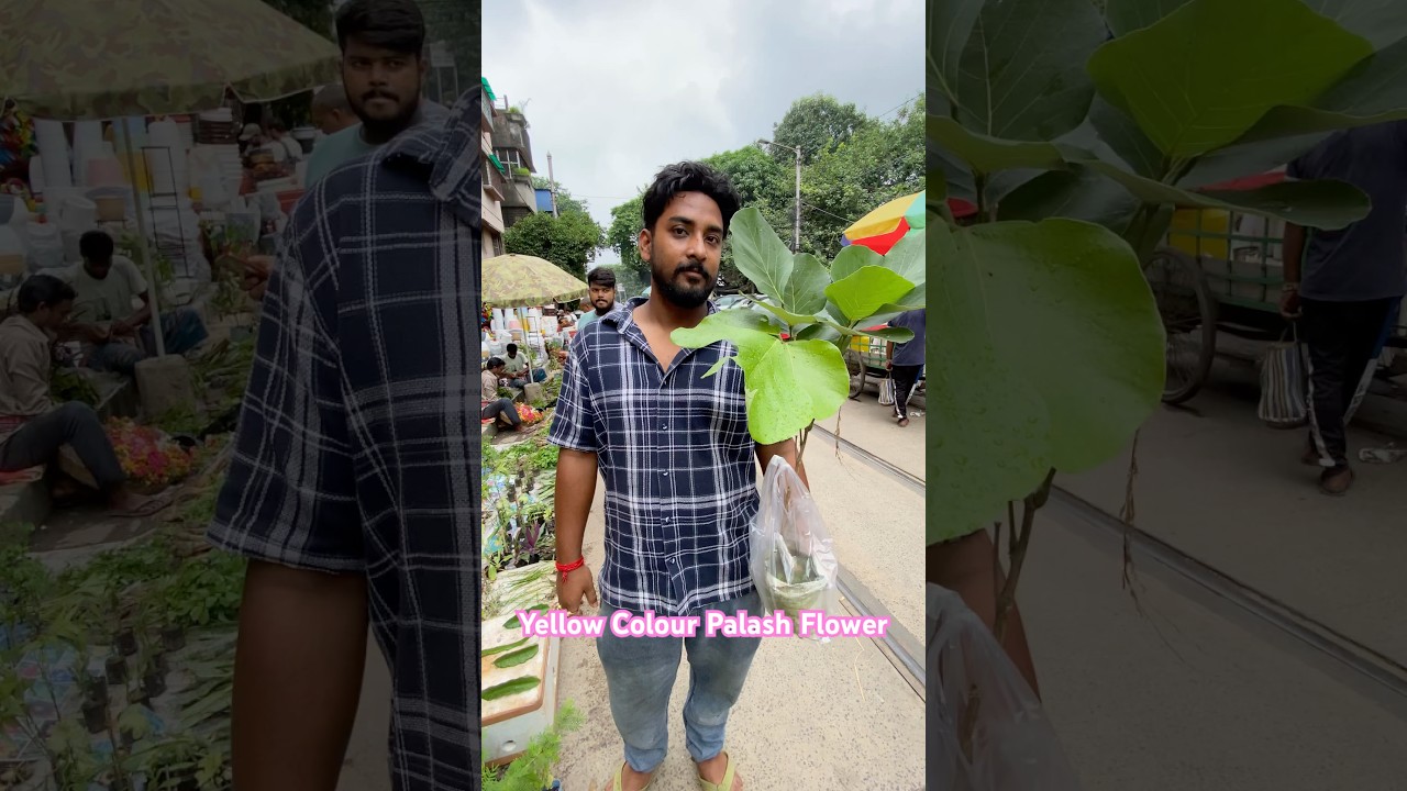 Yellow Colour Palash Flower Plant Purchased By a Visitor 