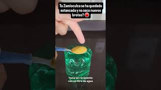 Tu Zamioculca se ha quedado estancada y no saca nuevos brotes? 🛑