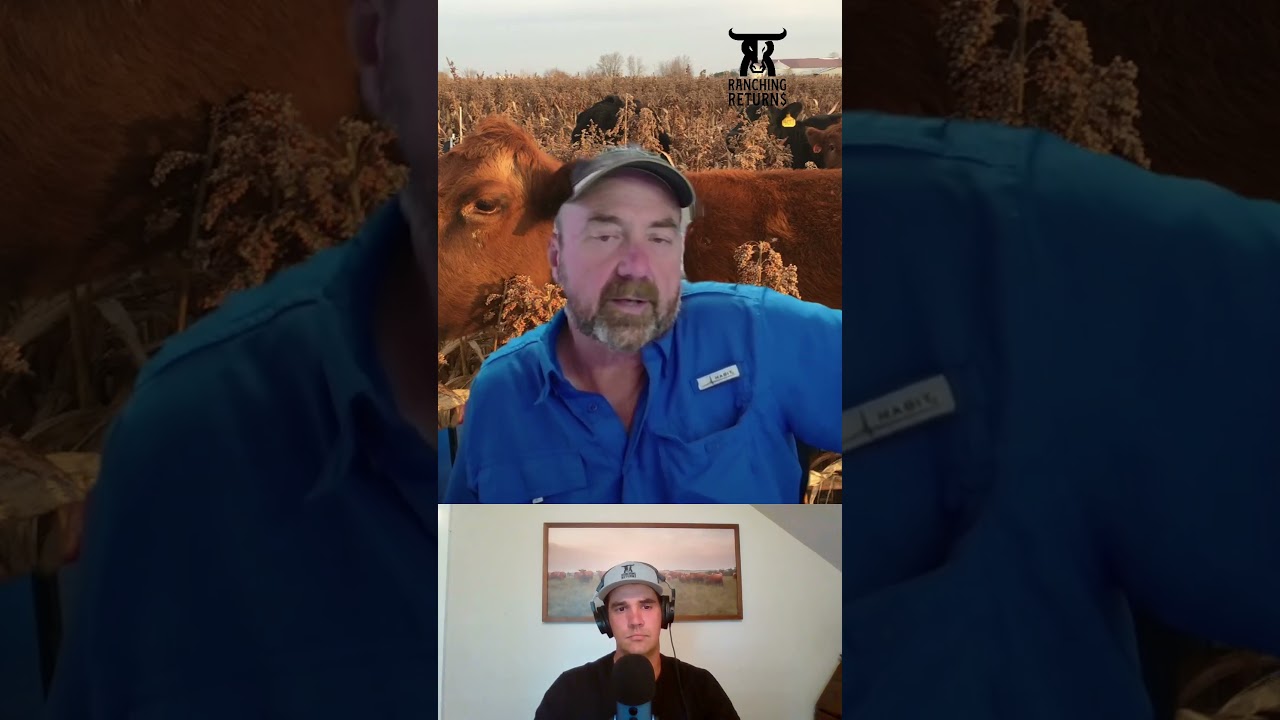 Episode 234 with Rusty Lee! Winter grazing grain milo. #winterfeed #cattle #ranch