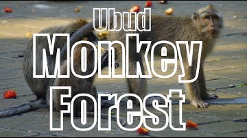 UBUD MONKEY FOREST - Bali, Indonesia