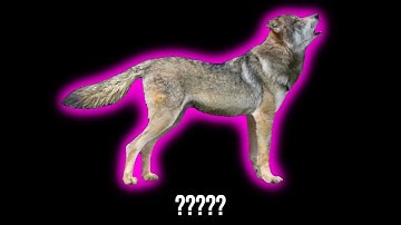 15 Wolf "Howl" Sound Variations in 55 Seconds | MODIFY EVERYTHING